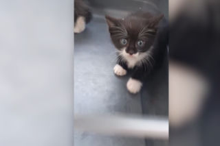 Poznań: Małe kotki UTKNĘŁY w rurze. Jeden z nich to niezły psotnik! [WIDEO]