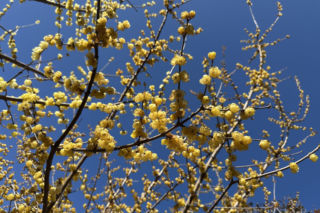 Zimokwiat wczesny zachwyca zimowym kwitnieniem!