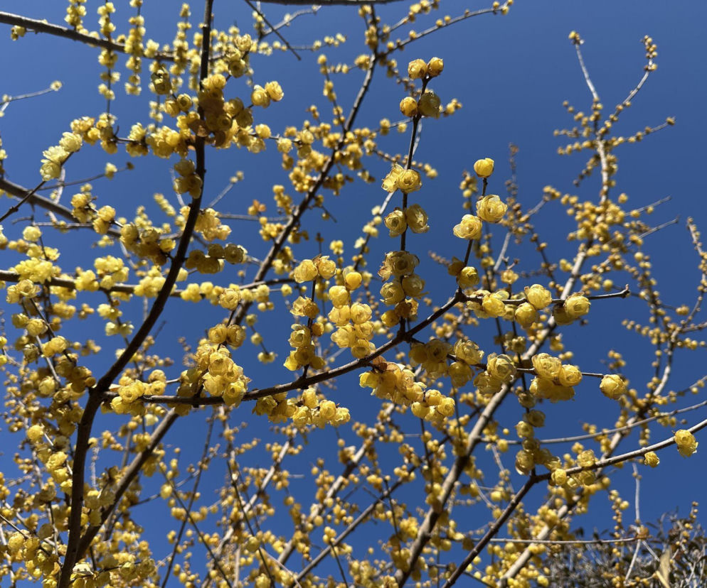 Zimokwiat wczesny zachwyca zimowym kwitnieniem!