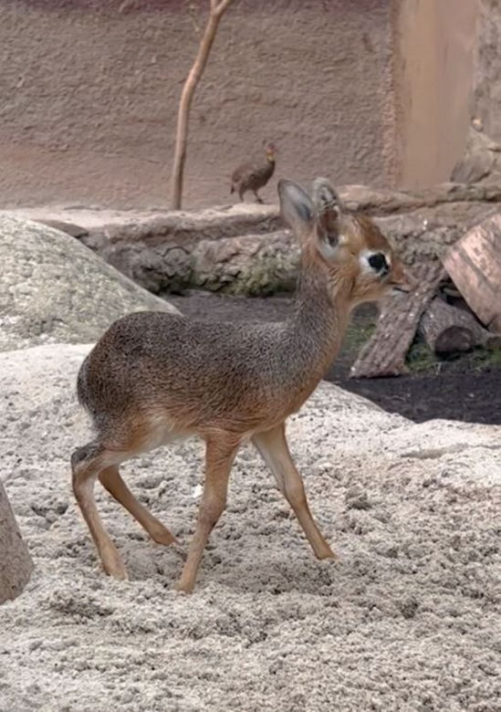 Najmniejsza antylopa świata urodziła się w zoo we Wrocławiu. Od razu skradła serca!