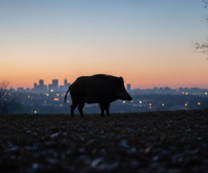 Dzik zaatakował w Warszawie. Czy to początek inwazji na miasto?