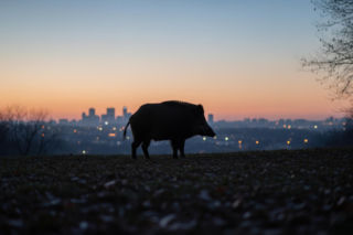 Dzik zaatakował w Warszawie. Czy to początek inwazji na miasto?