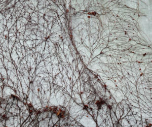 Galeria Sztuki Współczesnej w Opolu żegna się ze słynnym bluszczem. I będzie go rozdawać