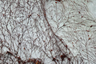 Galeria Sztuki Współczesnej w Opolu żegna się ze słynnym bluszczem. I będzie go rozdawać