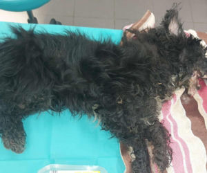 Mały piesek znaleziony na skraju życia. Schronisko błaga o pomoc w odnalezieniu właściciela