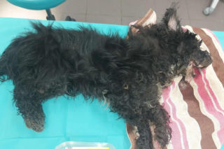 Mały piesek znaleziony na skraju życia. Schronisko błaga o pomoc w odnalezieniu właściciela