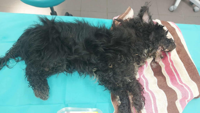 Mały piesek znaleziony na skraju życia. Schronisko błaga o pomoc w odnalezieniu właściciela