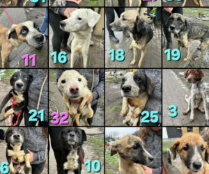 OTOZ Animals poszukuje domów dla psów