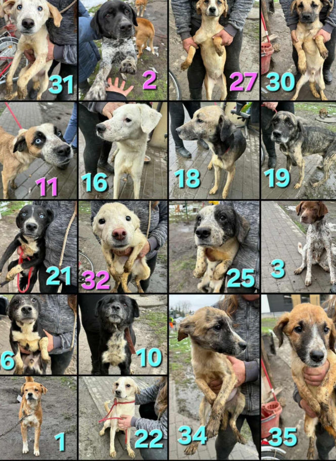 OTOZ Animals poszukuje domów dla psów