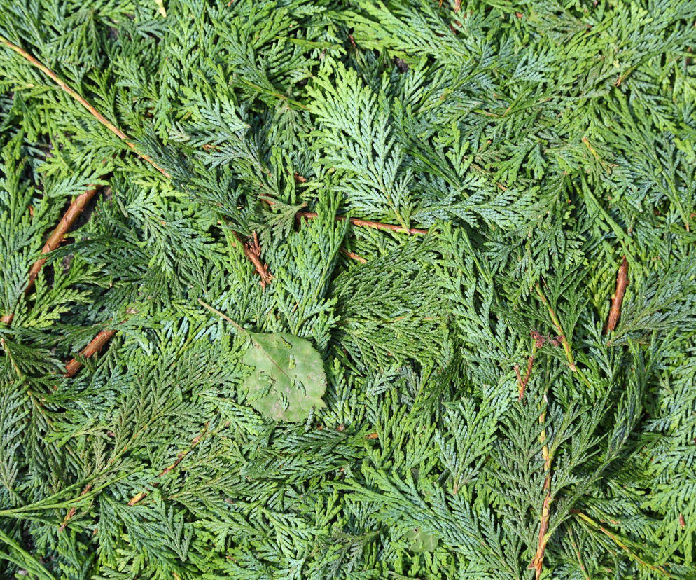 Czy ścięte gałęzie tui nadają się na ściółkę?