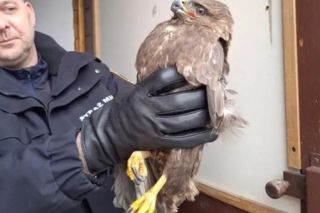 Myszołów potrzebował pomocy! Mieszkaniec Targówka uratował rannego ptaka