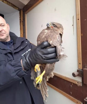 Myszołów potrzebował pomocy! Mieszkaniec Targówka uratował rannego ptaka