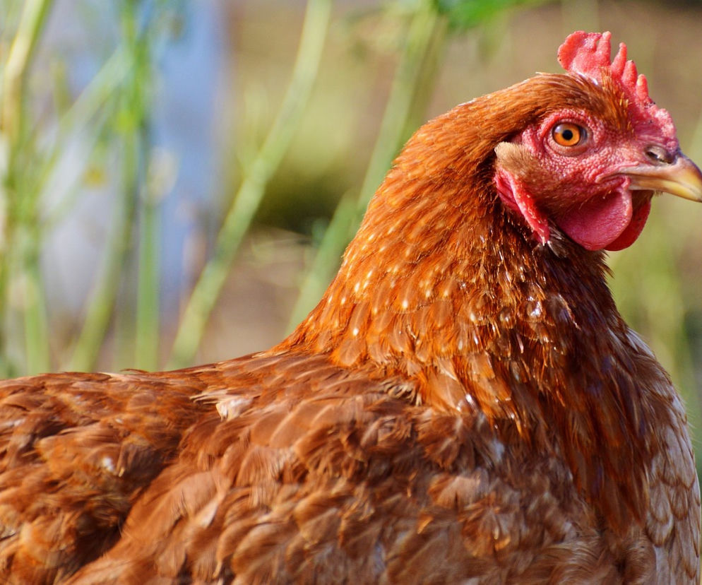 Pióra w skrzydełkach kurczaka z restauracji KFC na Dolnym Śląsku!