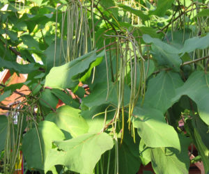 Surmia bignoniowa