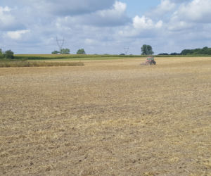 Żniwa dobiegają końca! Pod Bydgoszczą pojawiają się pierwsze witacze 