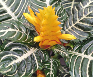 Afelandra stercząca