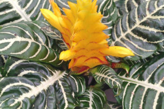 Afelandra stercząca