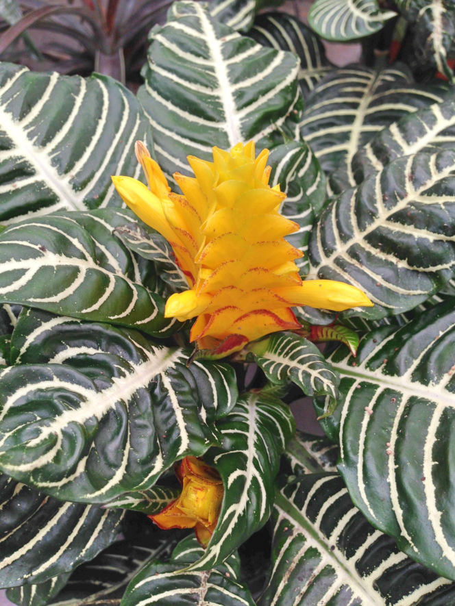 Afelandra stercząca