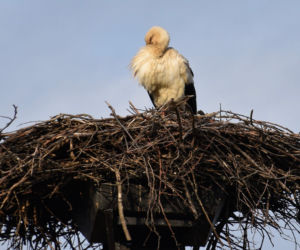 Niezwykła historia bocianiego gniazda ze Starachowic