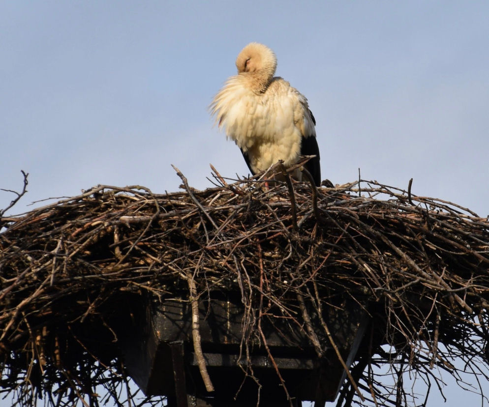 Niezwykła historia bocianiego gniazda ze Starachowic