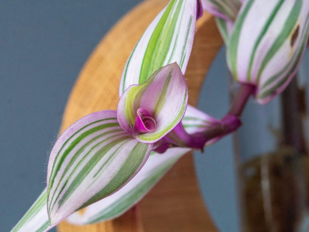Trzykrotka 'Nanouk'