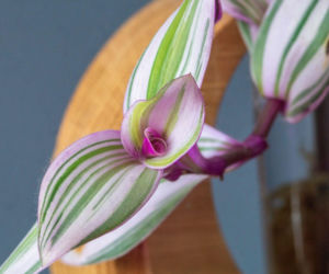 Trzykrotka 'Nanouk'