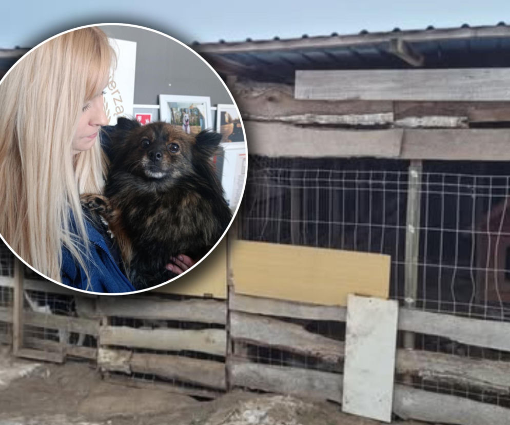 Gehenna zwierząt trwała latami! Prawie sto psów zostało wyrwanych z piekła