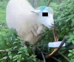 Owce kradną lizaki sarnom
