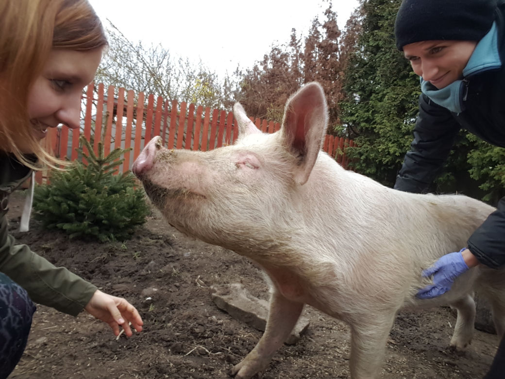 Świnka Lucynka nową podopieczną łódzkiej fundacji "Niechciane i zapomniane"