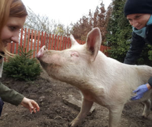 Świnka Lucynka nową podopieczną łódzkiej fundacji Niechciane i zapomniane