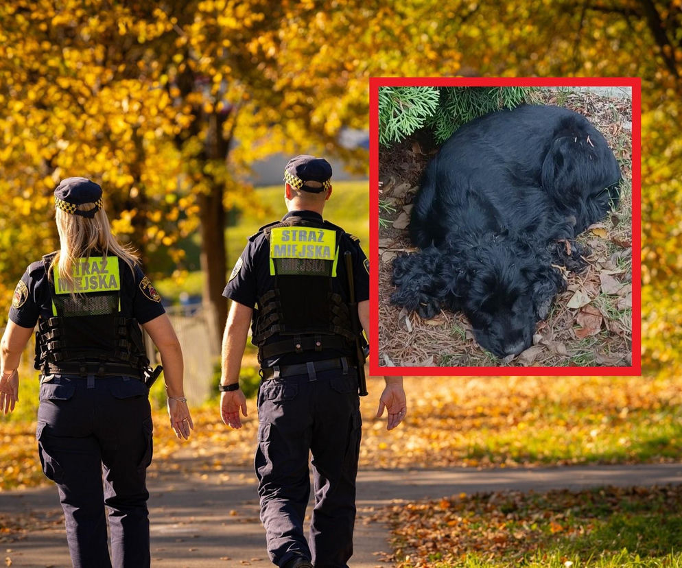 Spaniel uwięziony na terenie liceum w Krakowie. Zwierzę wymagało pilnej pomocy specjalistów