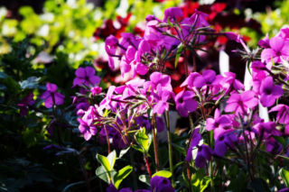 Floks rozłogowy - Phlox stolonifera