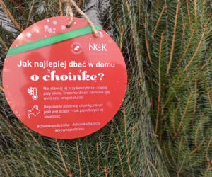 Oddaj krew, w zamian otrzymasz choinkę na święta [GALERIA]