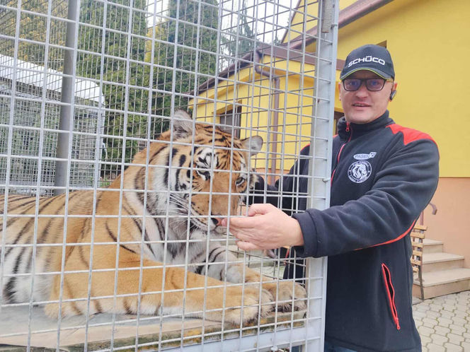 Mieszka z lwami odrzuconymi przez matkę i tygrysem. Usłyszał prokuratorskie zarzuty