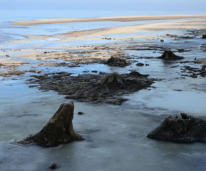 Bałtyk odsłonił las sprzed tysięcy lat