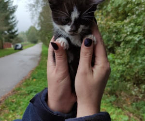 Policjanci uratowali małe kotki! Ktoś porzucił je w rowie