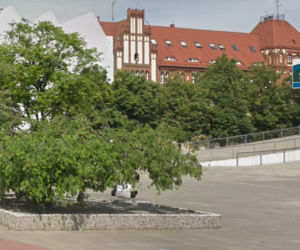 Charakterystyczne drzewko na placu Solidarności