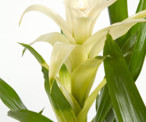 Guzmania