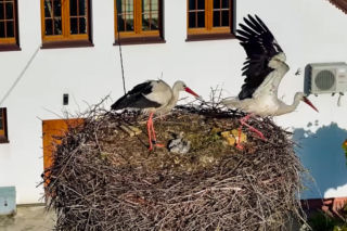 Bociani celebryta się wyprowadził! Krutek już szykuje sobie nowe lokum