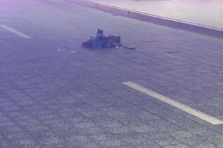 Pożar kampera w Ustce