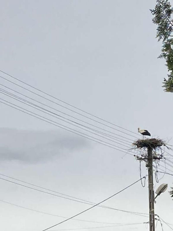 Bociany wygrały z elektrownią