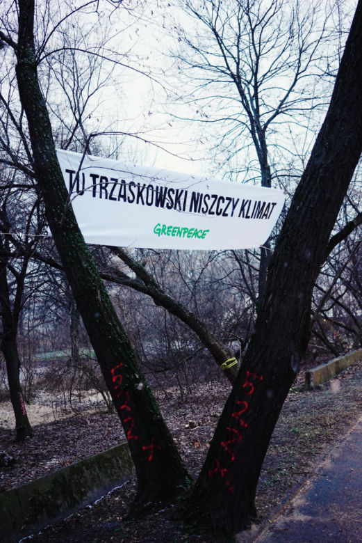 Aktywiści Greenpeace bronią drzew nad Wisłą