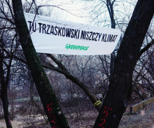 Aktywiści Greenpeace bronią drzew nad Wisłą