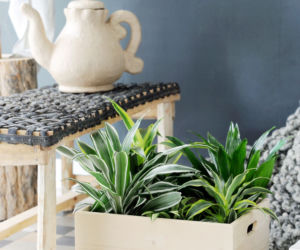 Dracena
