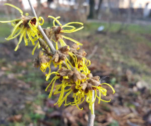 Pogoda oszalała! W Bydgoszczy rosną krokusy i przebiśniegi 