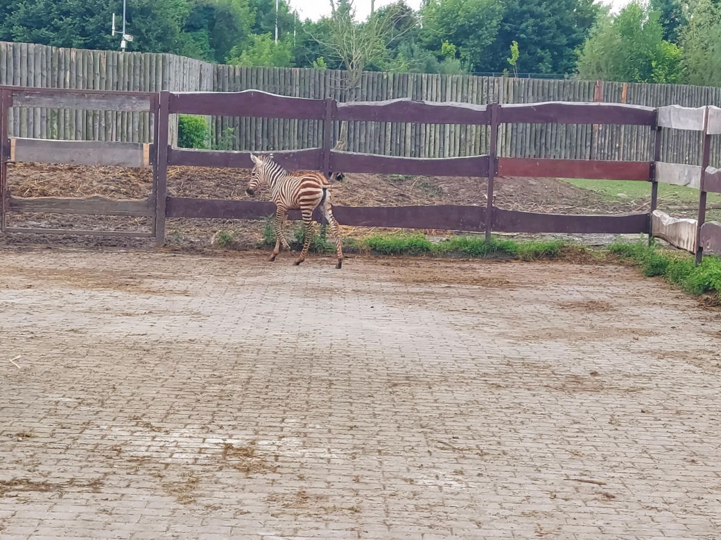 Mała zebra w zamojskim ZOO
