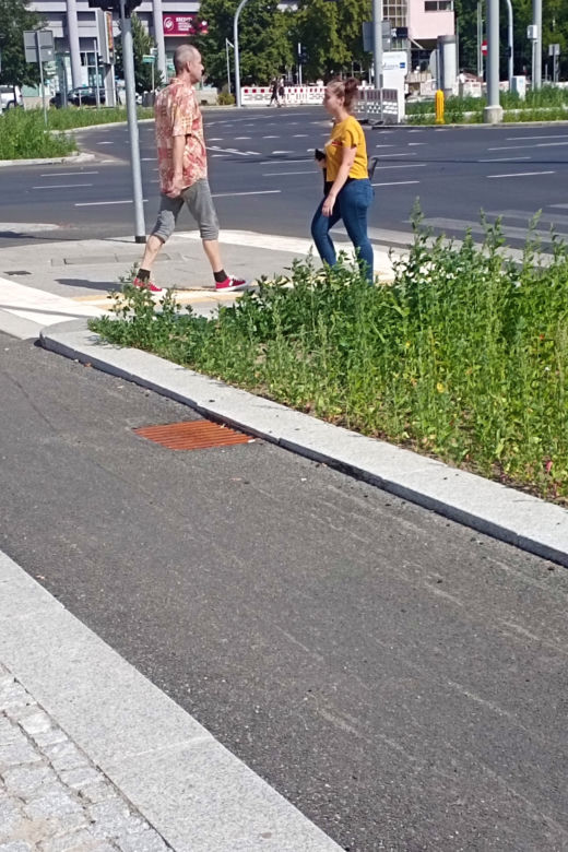 Chwasty na placu Rodła w Szczecinie