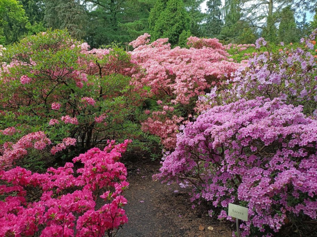 Arboretum Kórnickie - raj dla miłośników pięknych roślin