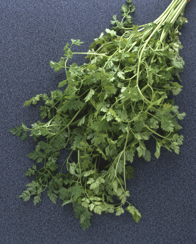 Trybula ogrodowa