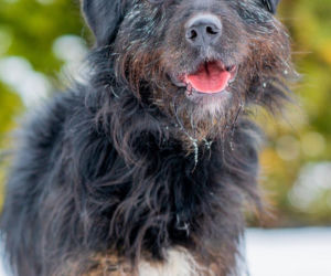 Kaufland wspólnie na rzecz zwierząt